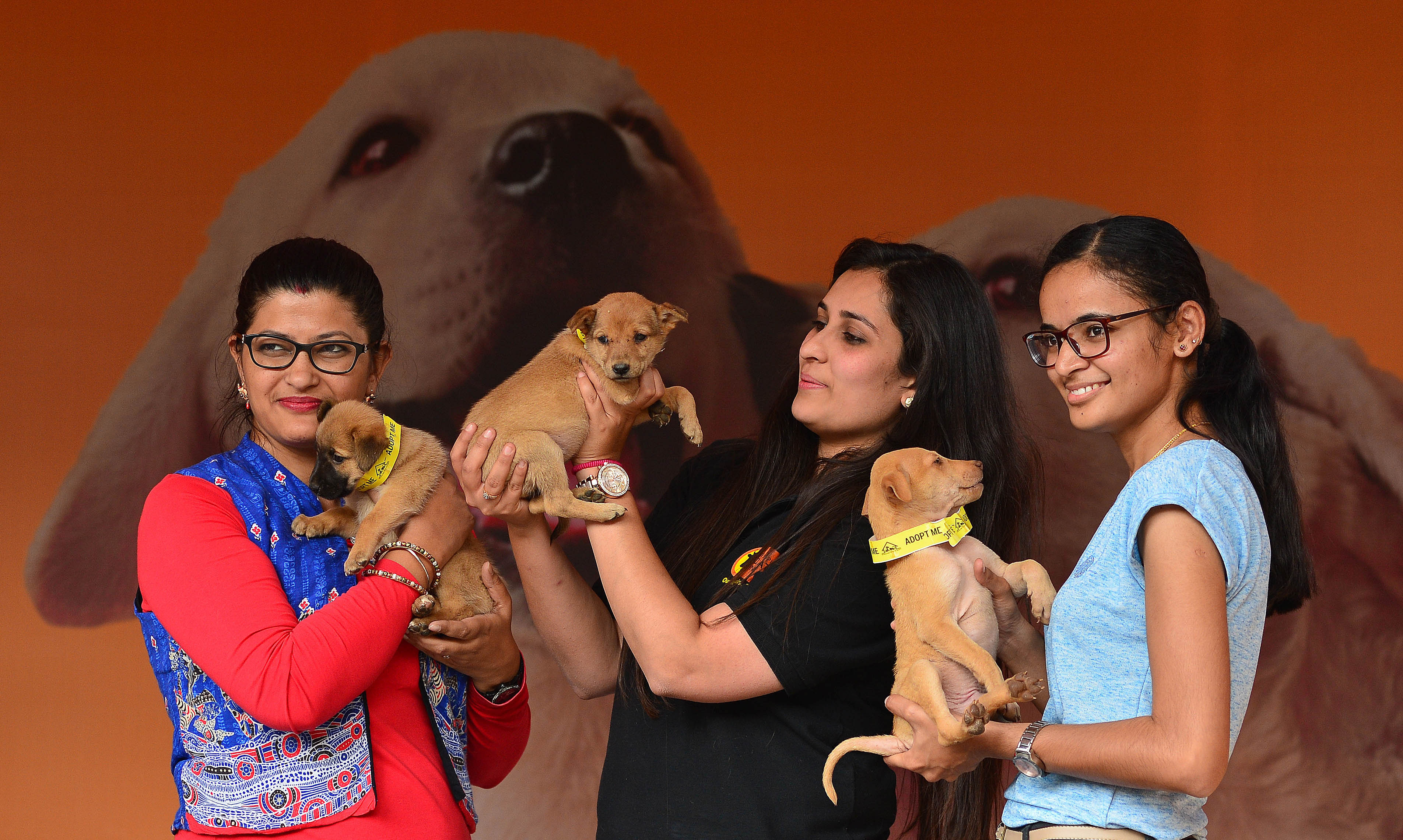 Animal lovers use adoption drive platforms to spread awareness about indie dogs.DH Photo by S K Dinesh