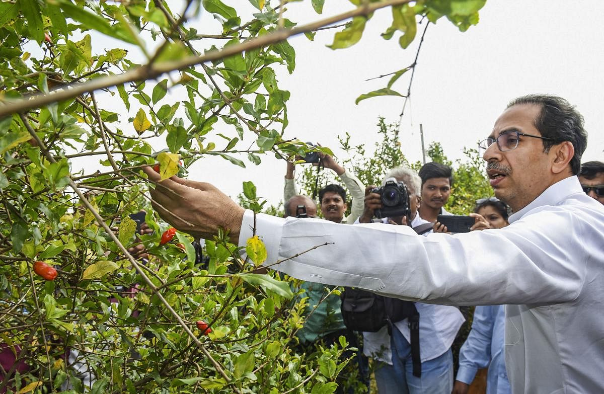  Shiv Sena chief Uddhav Thackeray inspects crops while meeting with the farmers, whose crops and lands have been affected due to unseasonal rains, in Sangli, Maharashtra. Photo/PTI