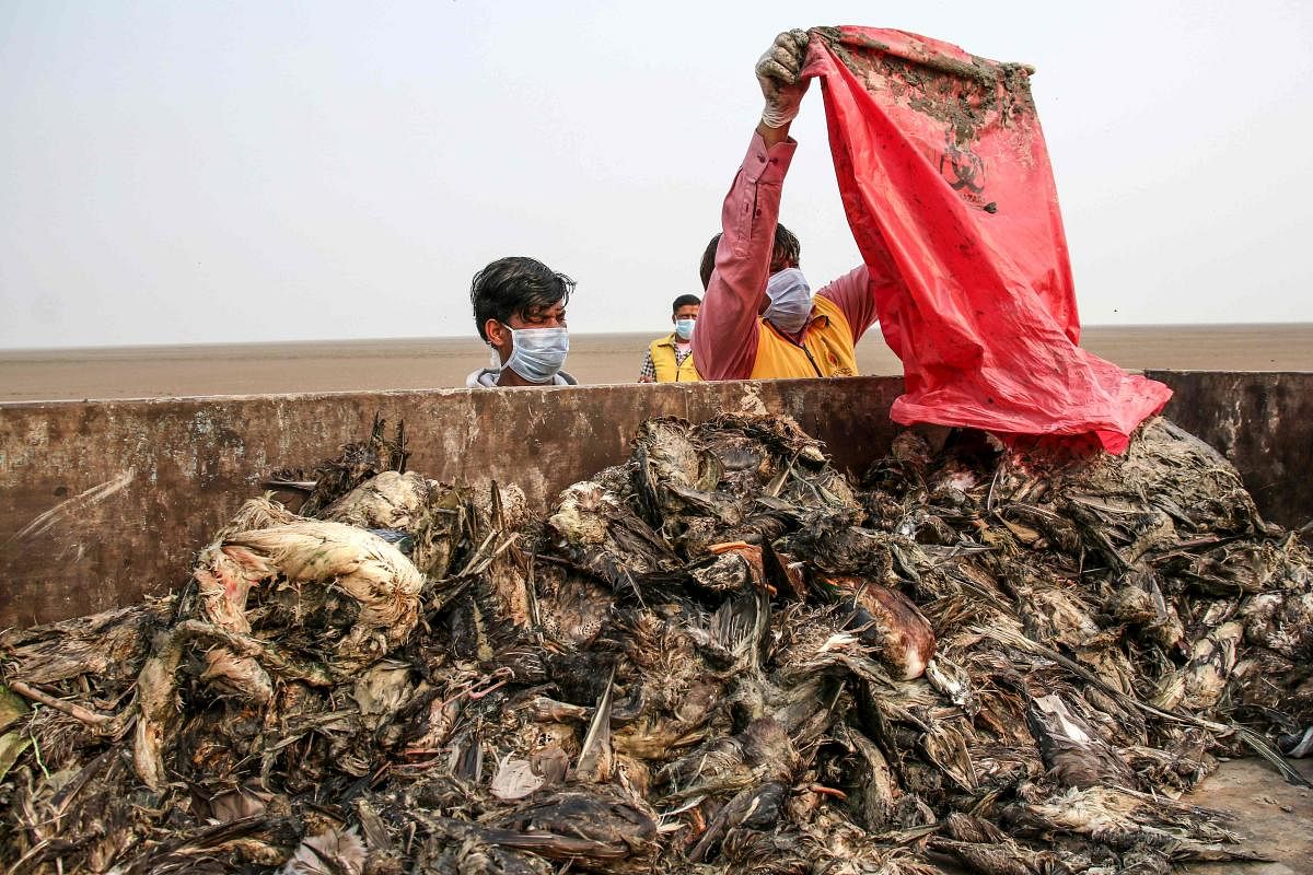 Workers gather dying birds in a truck at Sambhar Salt Lake in India's northern state of Rajasthan. (AFP Photo)