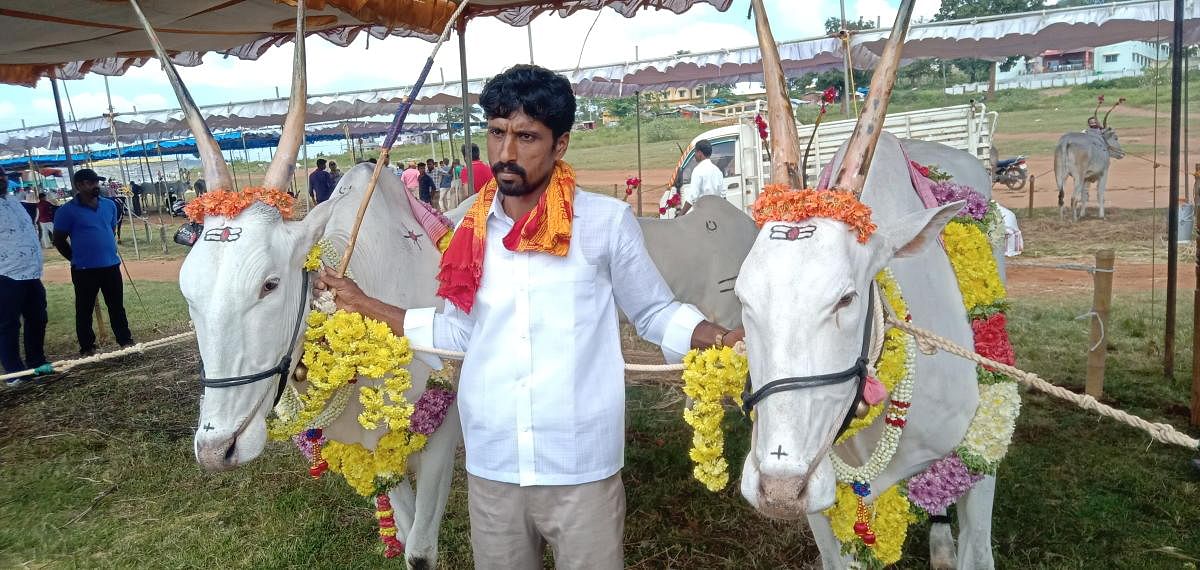 Pradeep Kumar, a farmer from Arkalgud, exhibits his pair of bullocks during the cattle fair in Kushalnagar.