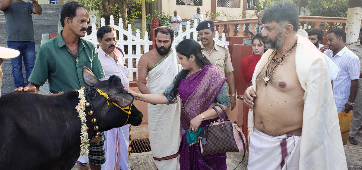 MLA D K Shivakumar and his family perform 'Go daana' ritual at Sharada Mutt in Sringeri on Tuesday.