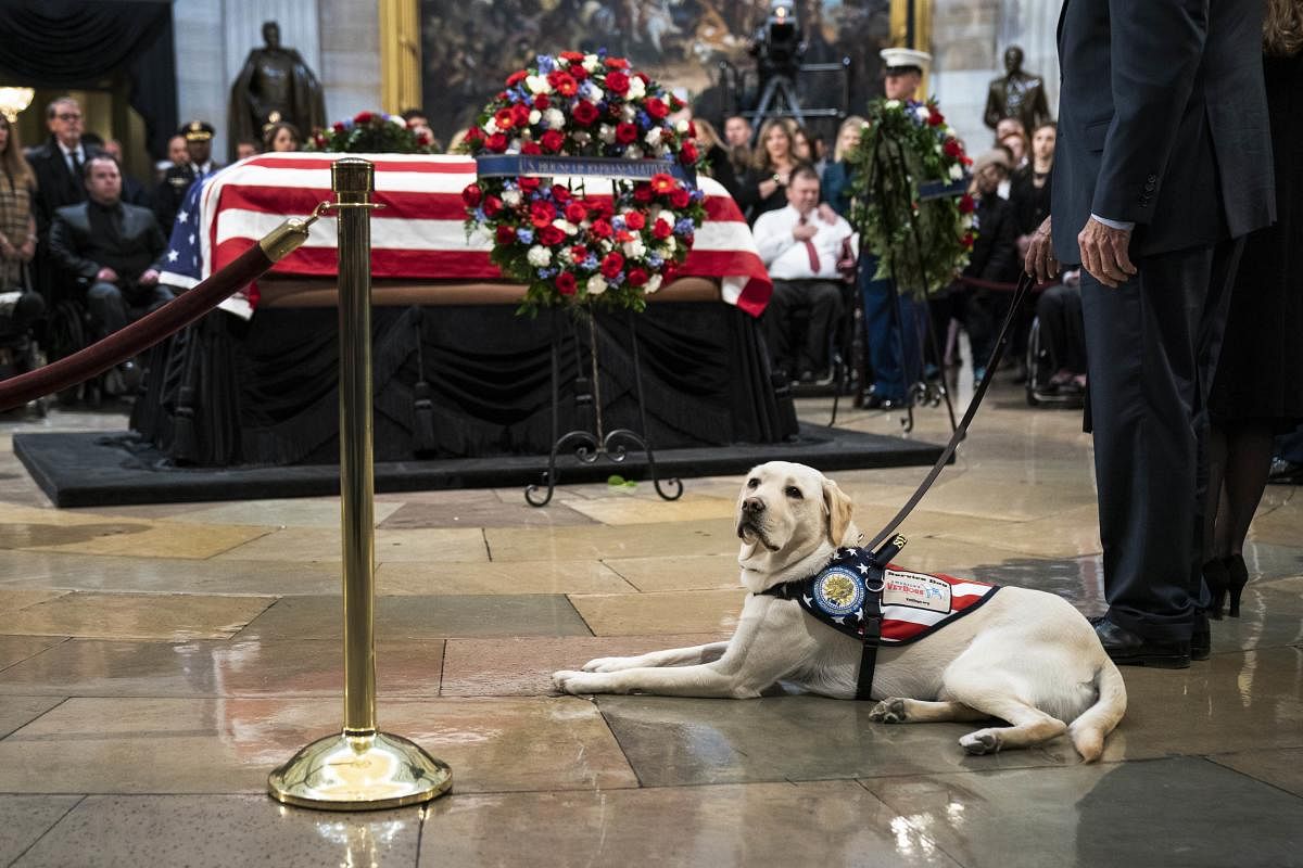 Sully, a yellow Labrador service dog for former President George H. W. Bush, sits near the casket of the late former President George H.W. Bush as he lies in state at the U.S. (AFP Photo)