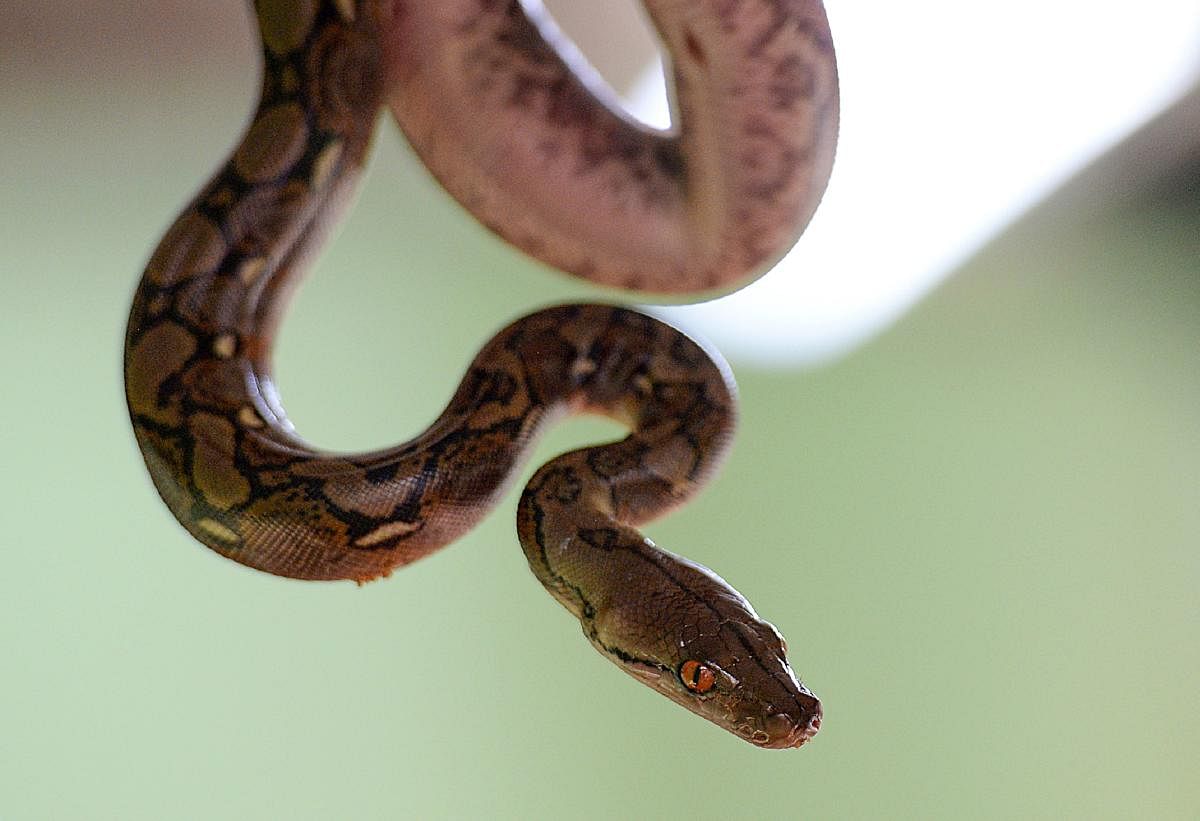 Unlike all living snakes, the researchers said, the ancestral reptile retained a well-developed cheekbone, reminiscent of those in lizards. Photo/AFP