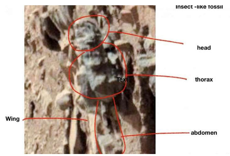 Presence of insect-like creatures on Mars. (Photo by phys.org)