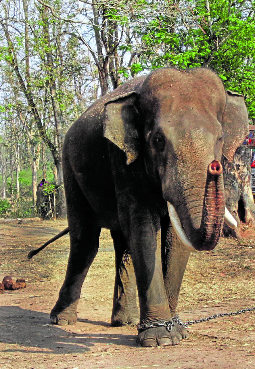 A file photo of Kusha at Dubare Elephant Camp.