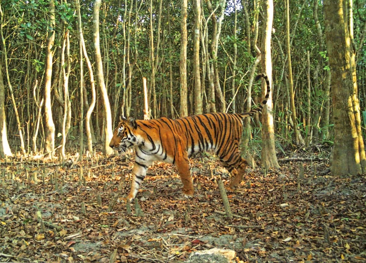 A Bengal tiger in Sunderban. (AFP file photo)