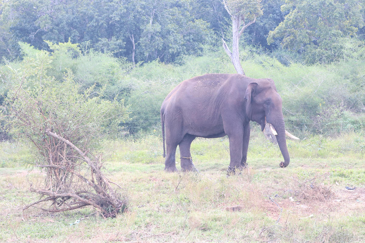An elephant, captured in Chettalli, has now been released from the kraal.
