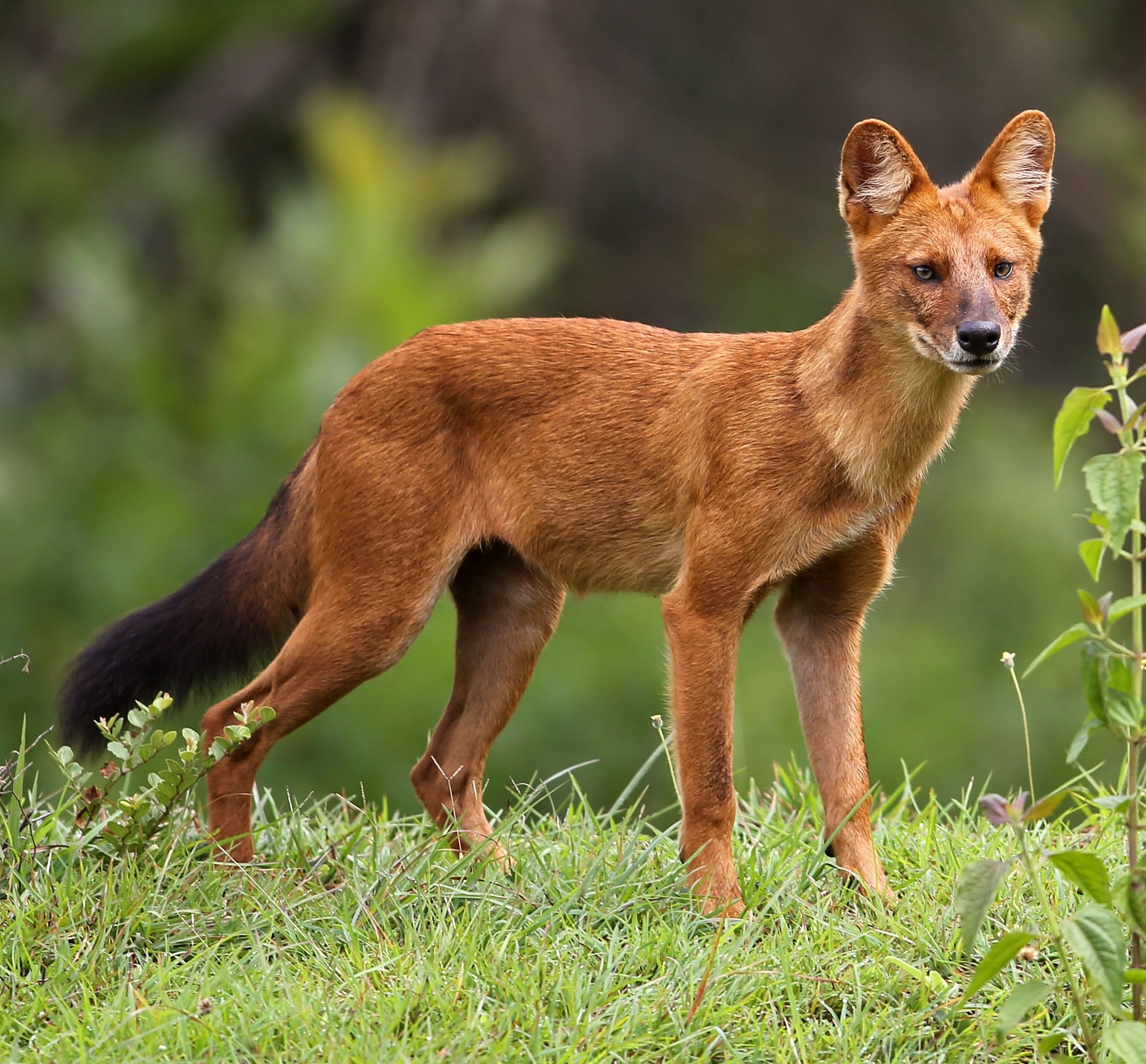 The Indian Wild dog or the dhole bears resemblance to the ordinary village cur, but its ears are more rounded, its coat is rust-coloured, and it has a bushy tail with black tuft. Photo/Wikipedia
