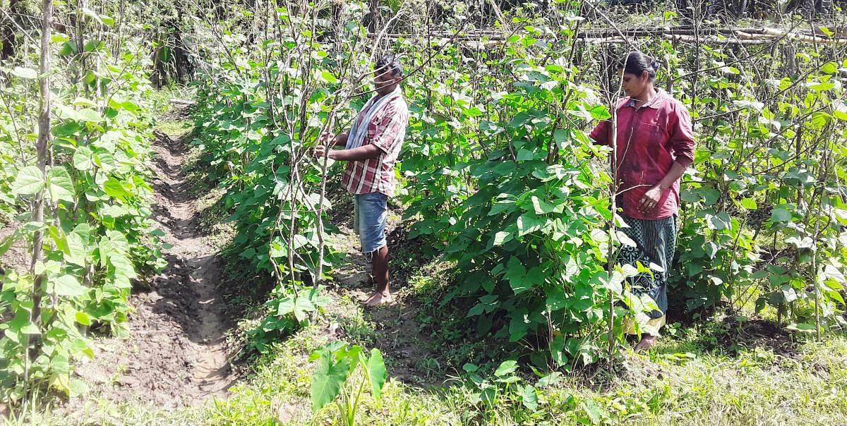 Farmer Francis D’Souza and his wife nurture the vegetable plants grown near Manipura in Koppa taluk.