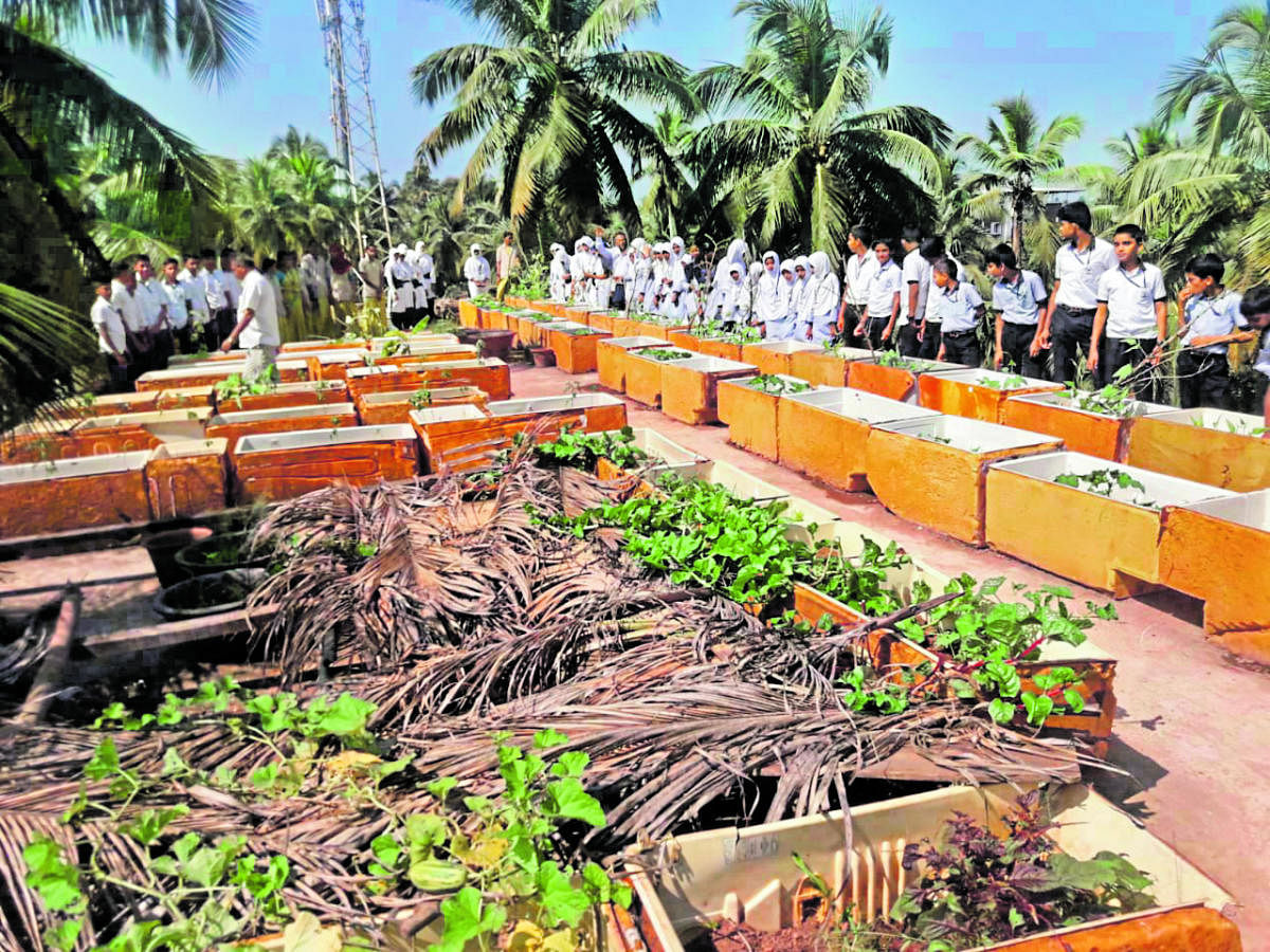 Vegetables are cultivated using discarded refrigerator cases at Sayyed Madani Urdu Higher Primary School and High School, Halekote, Ullal.