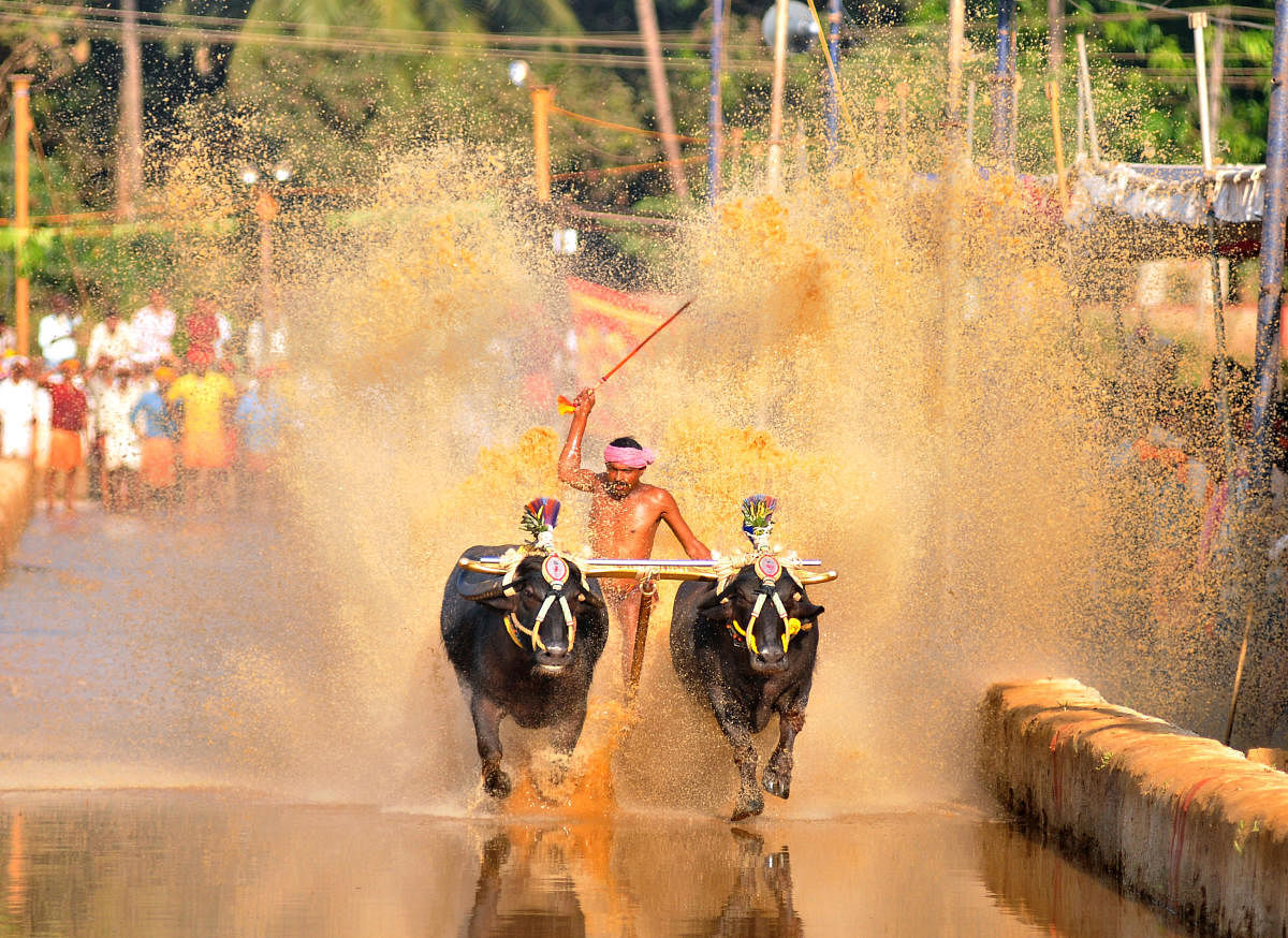 A file photo of Kambala race.