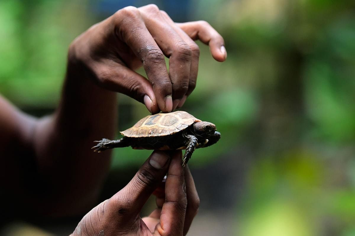 A worker holds a baby of an Asian giant tortoise at the Turtle Conservation Centre at a forest reserve in Rajendrapur, some 40 kilometres (25 miles) north of capital Dhaka. - The newly hatched tortoises take their first steps in a small box, their feet barely visible under bony shells. (Photo by AFP)