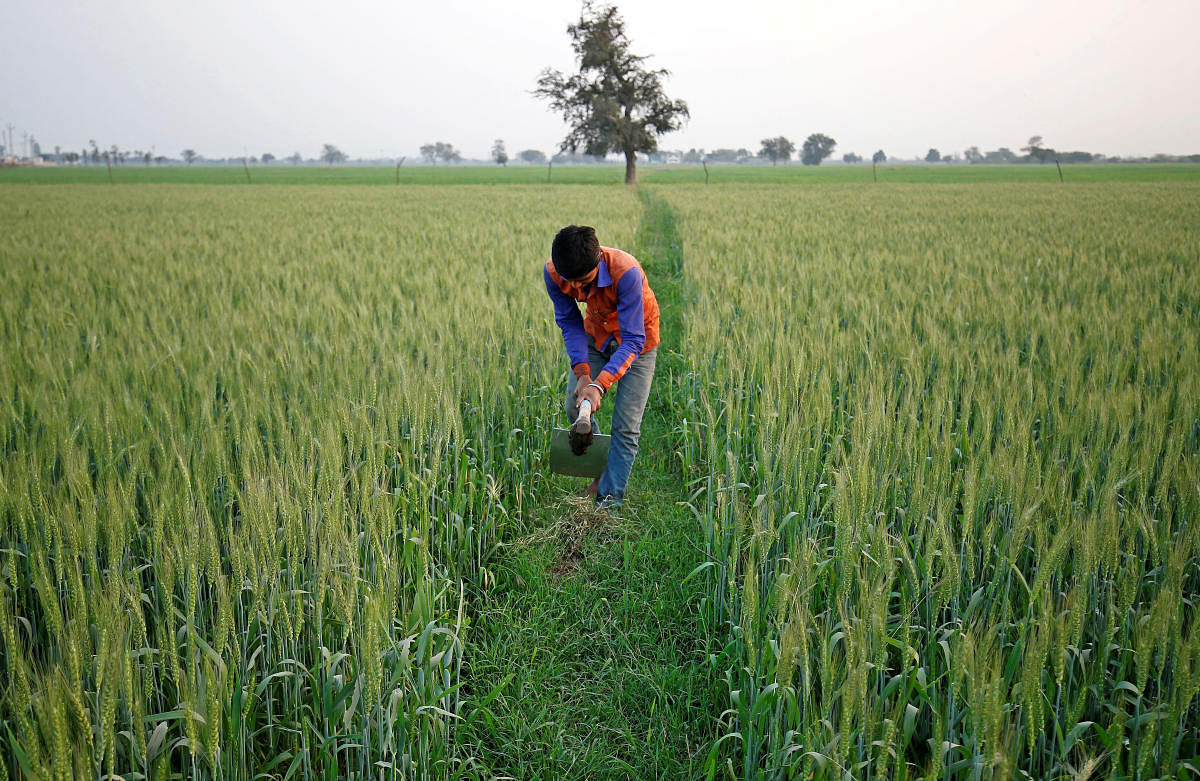 Farmers are inclined to expand the area under wheat as its prices are more stable than any other crop due to government buying, said Harish Galipelli, head of commodities and currencies at Inditrade Derivatives &amp; Commodities in Mumbai. (Reuters Photo)