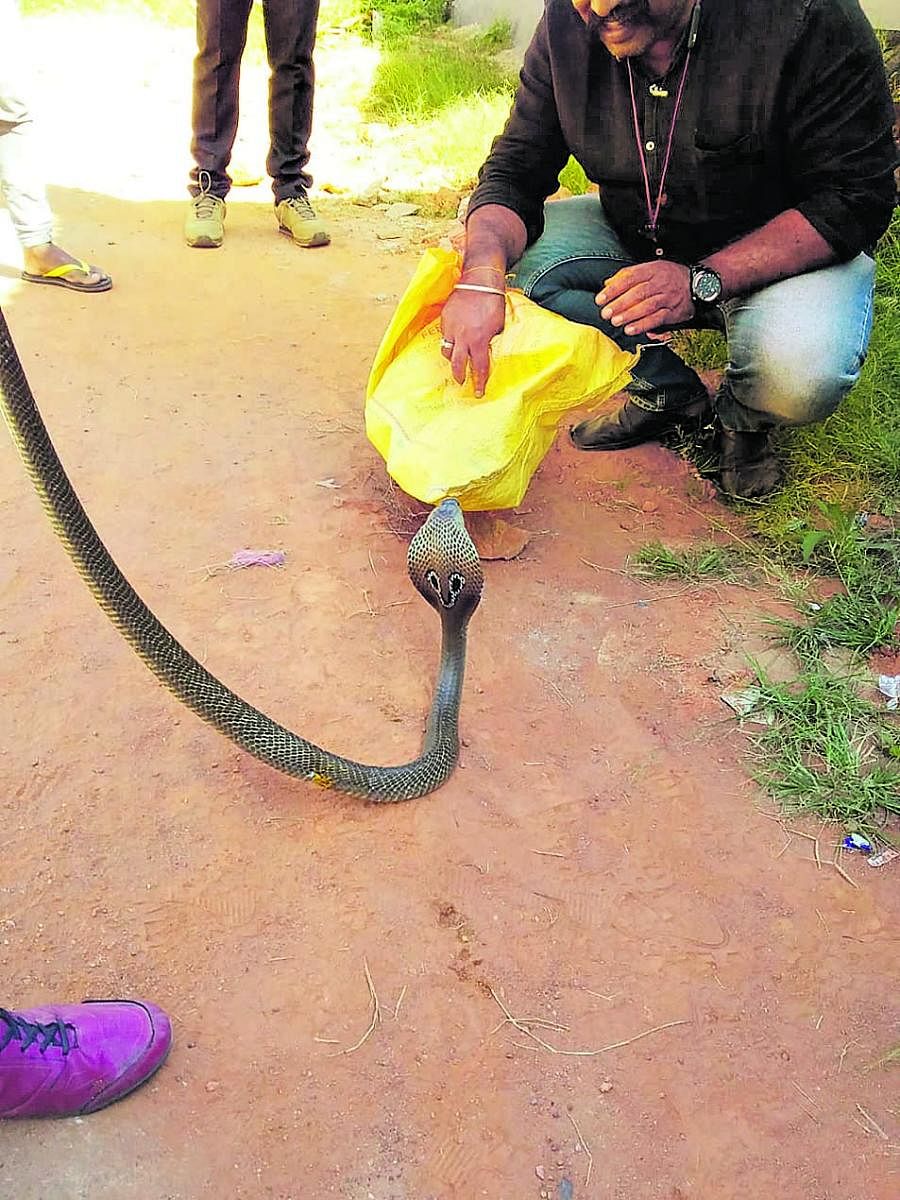 A cobra which was struggling with a plastic container stuck to its body, was rescued by Sharath Kanth and his team, in the premises of Primary Agricultural Credit Cooperative Society in Ponnampet.