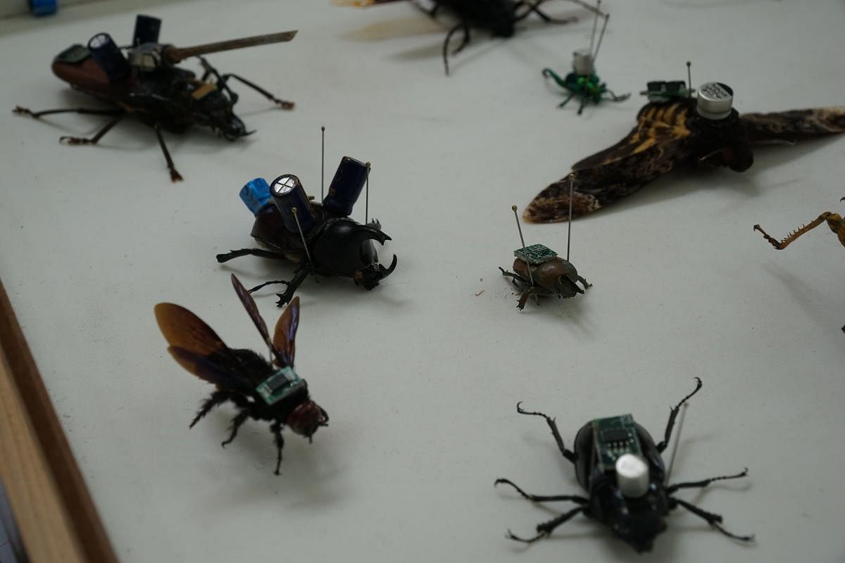 A collection of insects with electrodes and cameras attached is displayed at an insect exhibition at GKVK on 1 December 2019. The setup reflects studies in International Institutes where insects are used to serve as drones for surveillance and rescue work