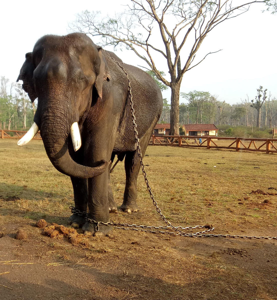 An elephant at Dubare elephant camp.
