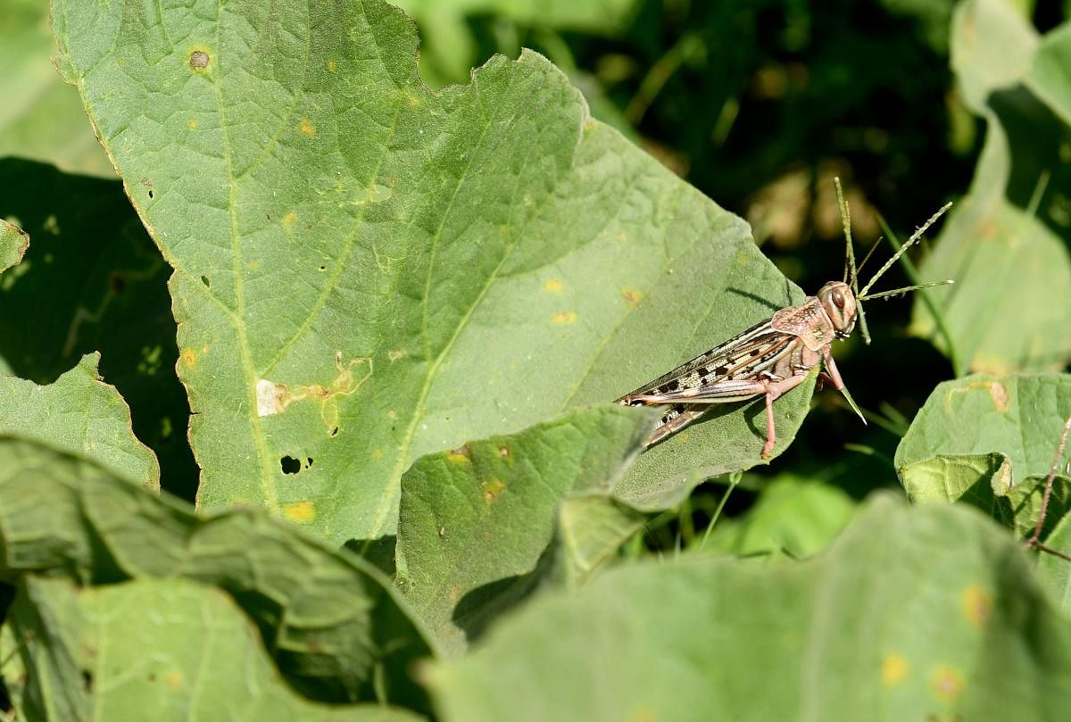 A locust. (AFP file photo)