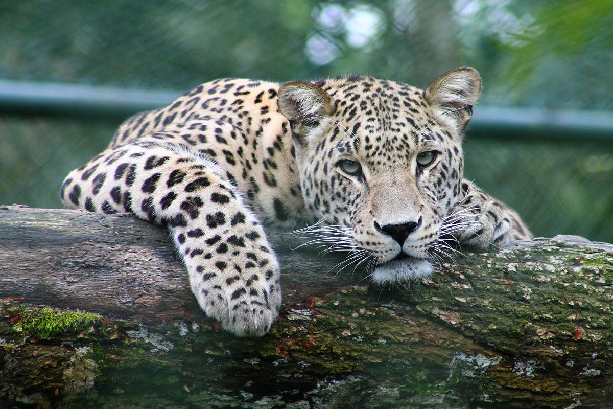 Leopard (DH File Photo)
