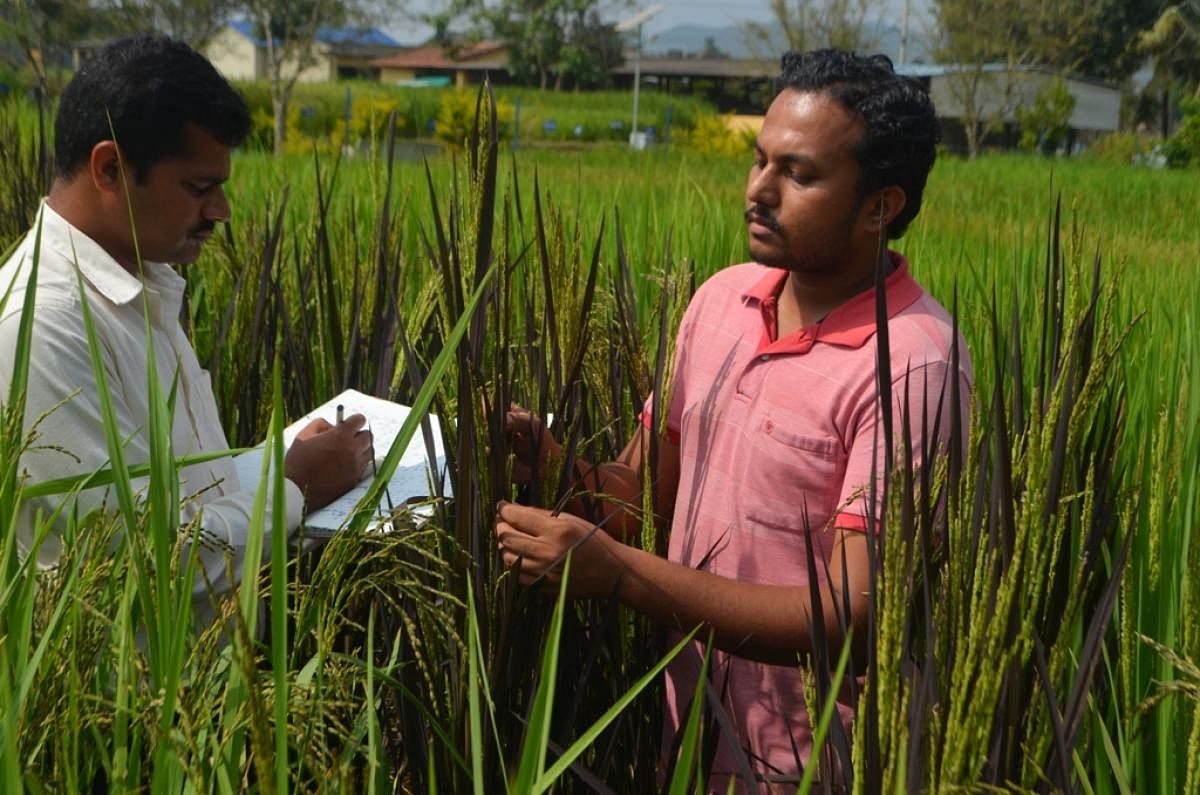 Young scientists Ullas M Y and Keerthan (left) at Organic Farming Research Centre (OFRC), Shivamogga work on the conservation and propagation of unique black paddyvarieties. Photos by author