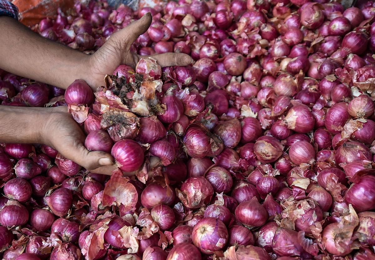 Onion prices have been ruling high for past few weeks due to the fall in production of the Kharif crop following unseasonal rainfall in key growing states, including Maharashtra. Photo/PTI