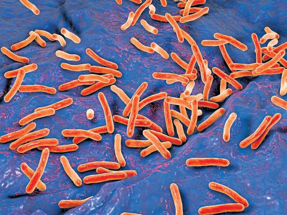 Tuberculosis Bacterium (DH Photo)