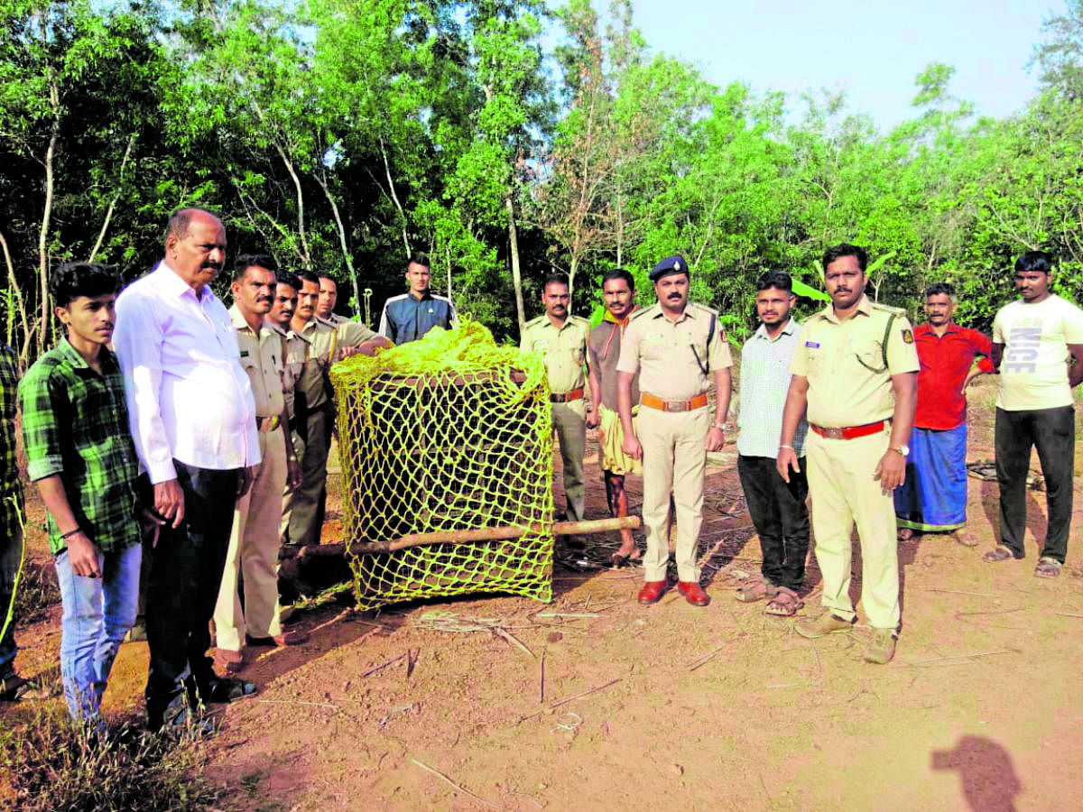 The forest department officials with the leopard that was caught in a cage at Guddattu village in Kundapur.