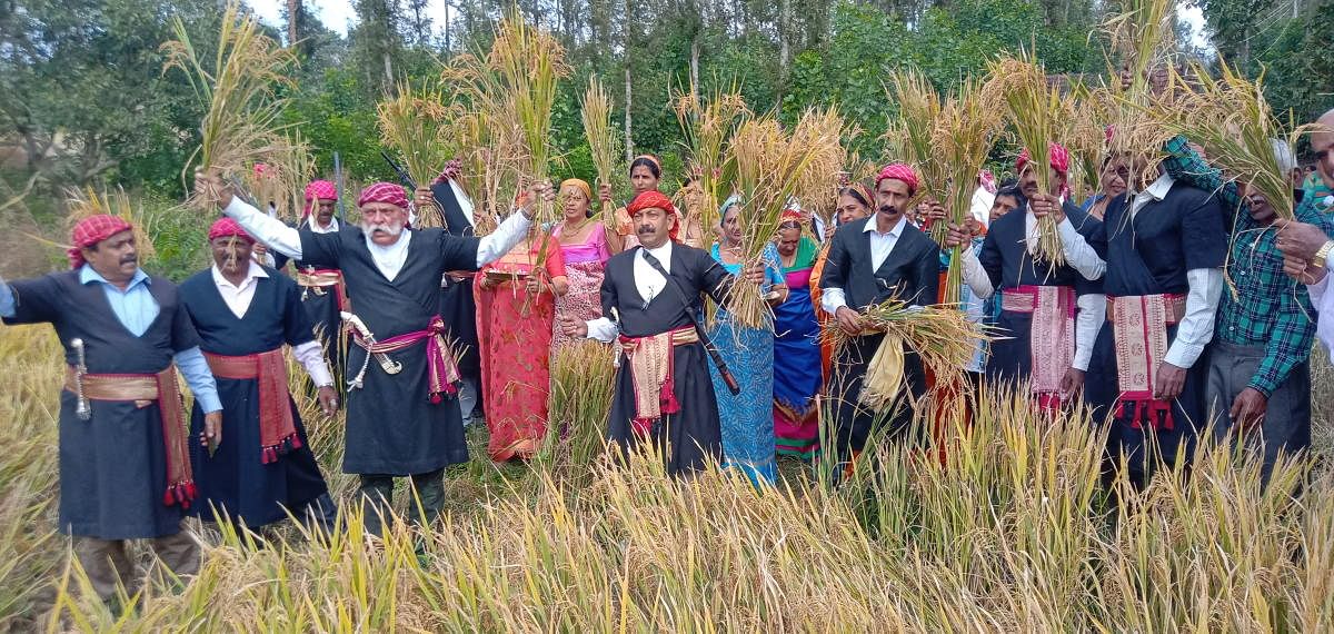 CNC President N U Nachappa and members cut paddy sheaves as a part of Huthari festival, at Chikkabettageri in Kushalnagar.