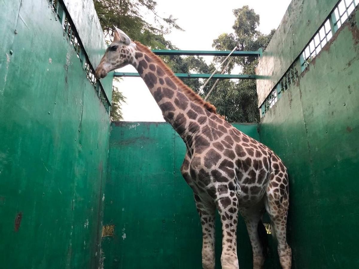 The giraffe being transported in a specially designed truck.photo by special arrangement