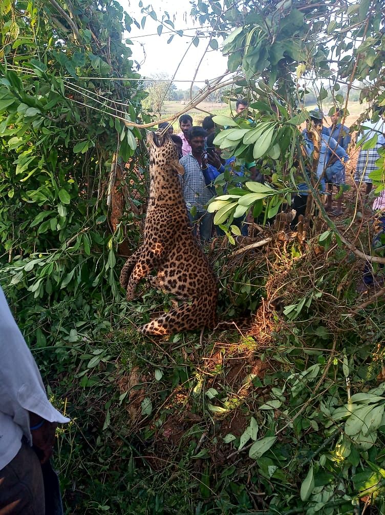 The leopard came in contact with the live wire connected to a pump set. The forest department officials have visited the spot. (DH photo)
