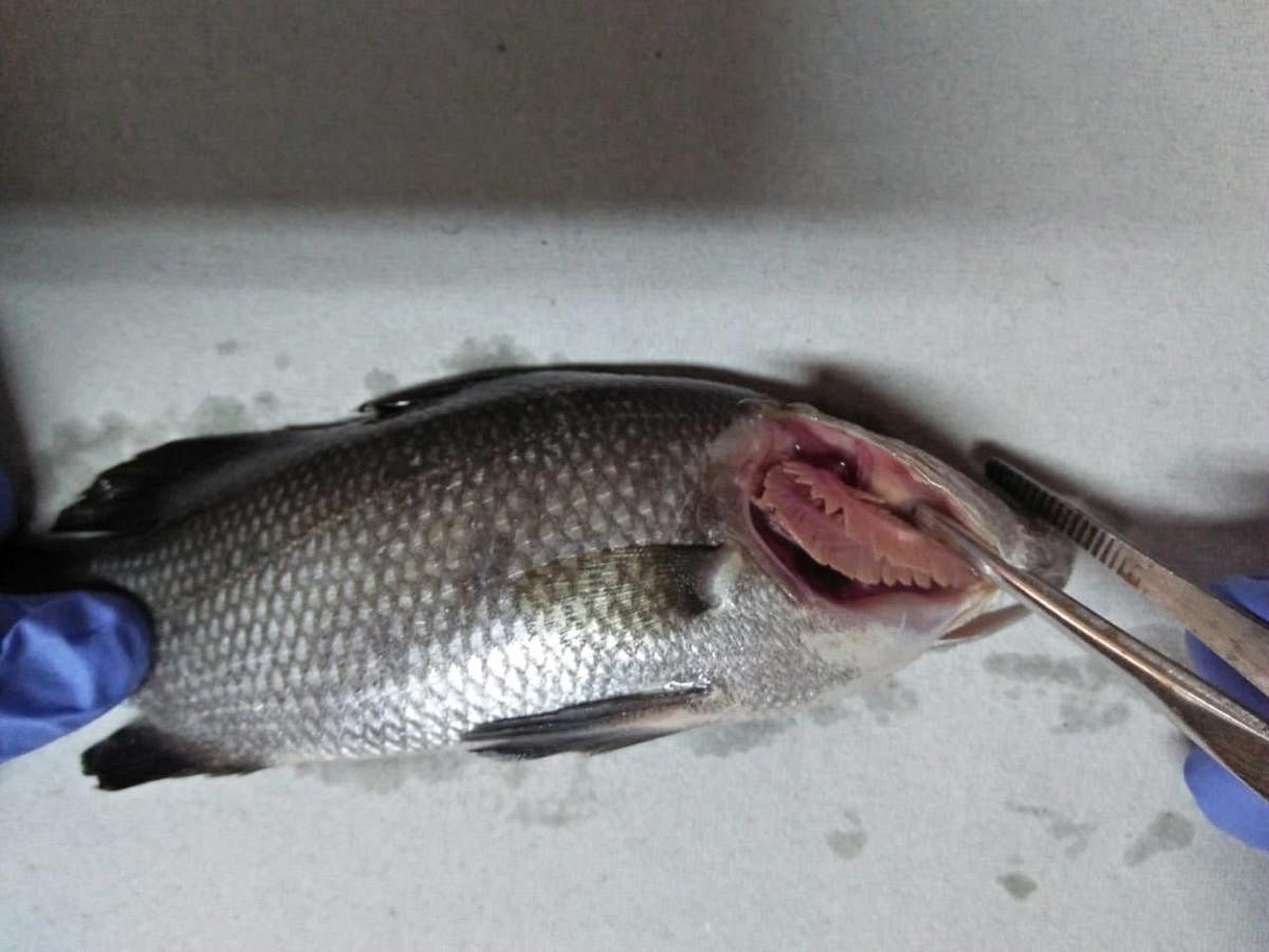 Asian Sea Bass affected with the virus.
