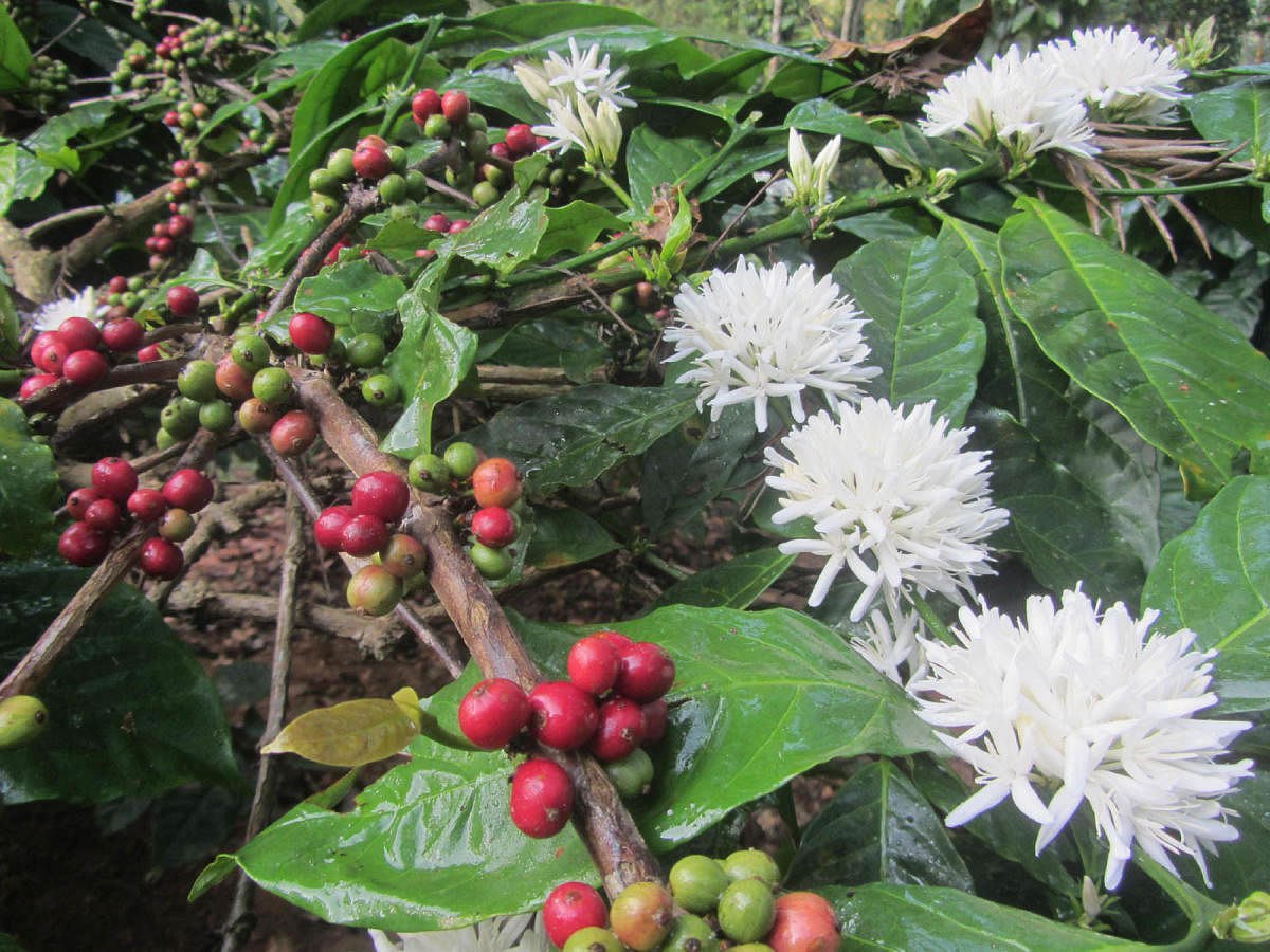 Coffee cherries and flowers. Photos by Author and Adithya K A