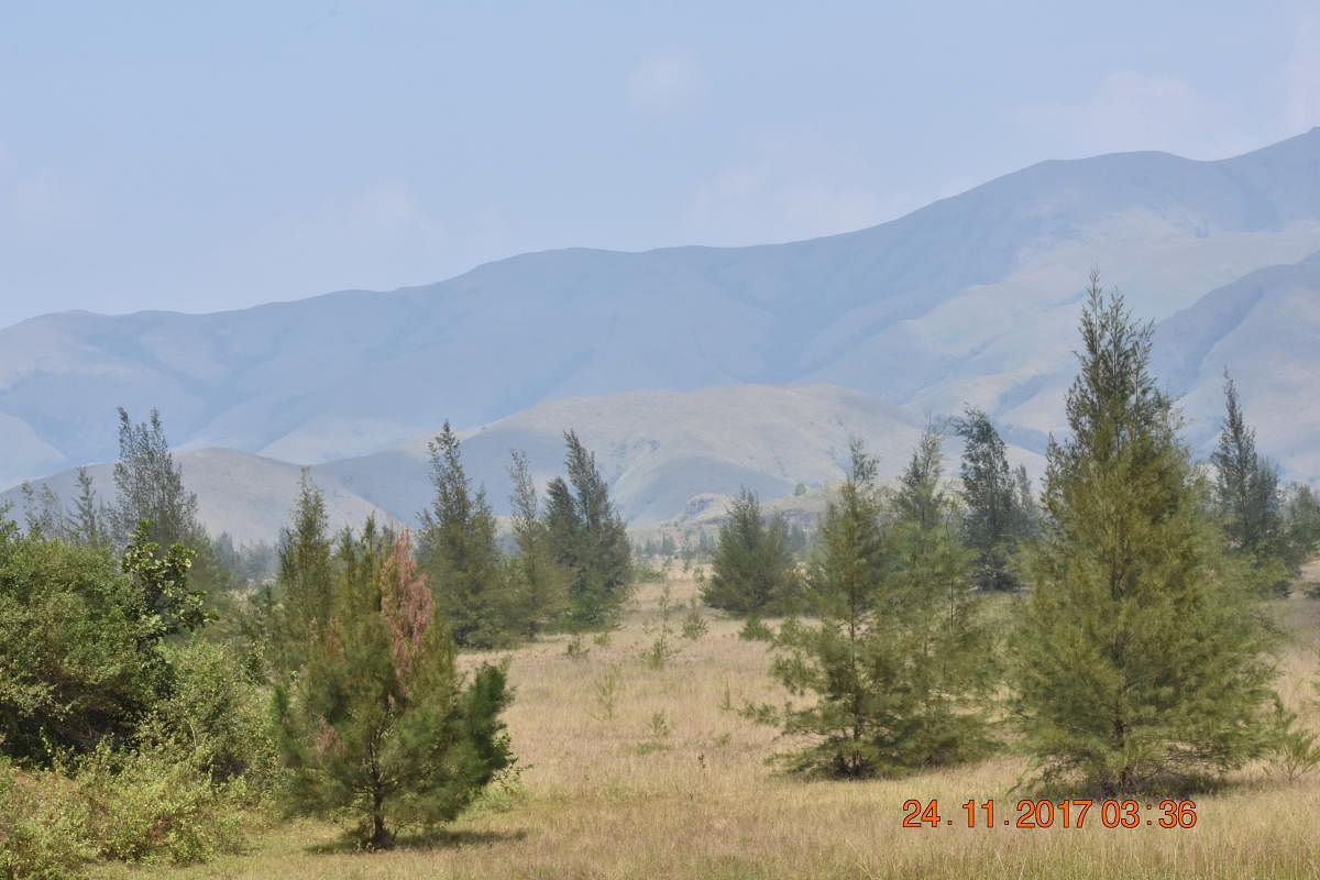 The shola-grassland mosaics of Kudremukh National Park. Photos by author and Chetan Misher