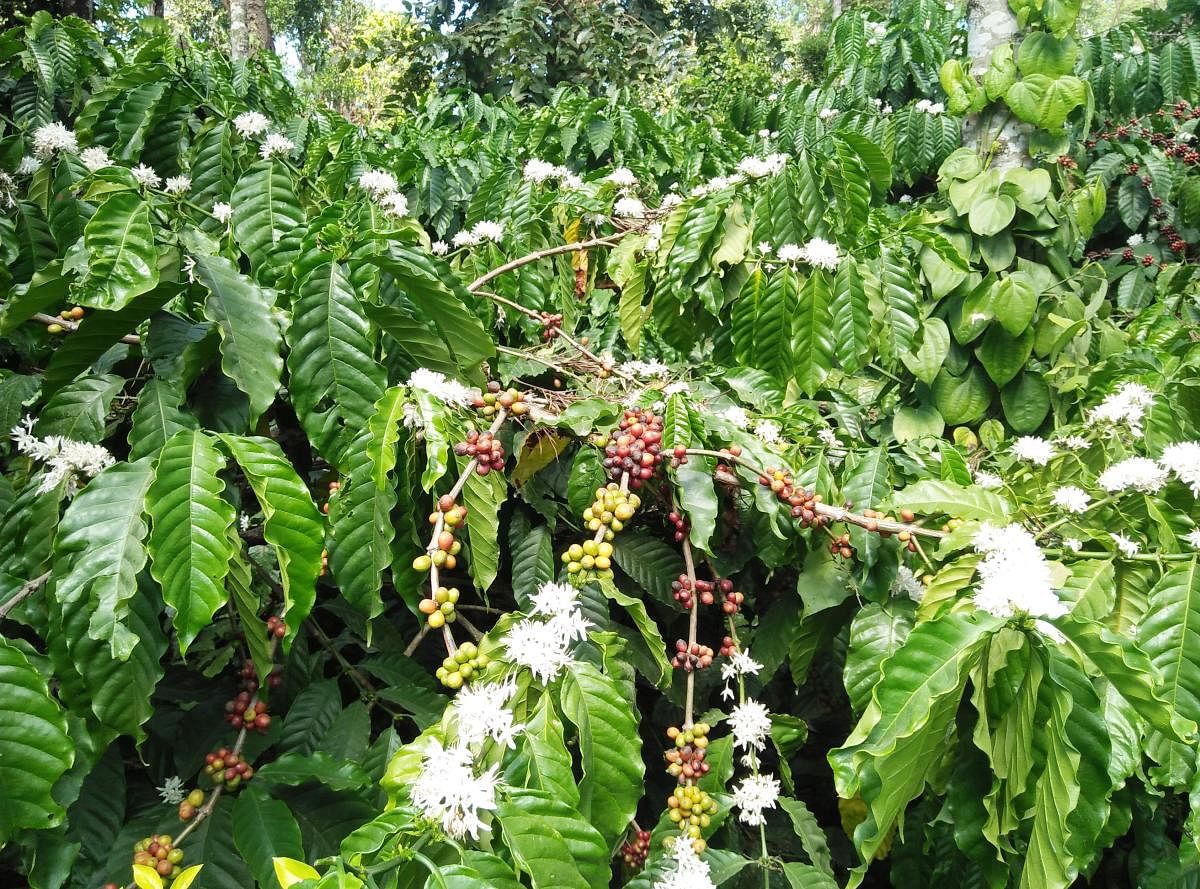 The flowering in coffee plants when the coffee beans are yet to be harvested at Bidarahalli in Mudigere.