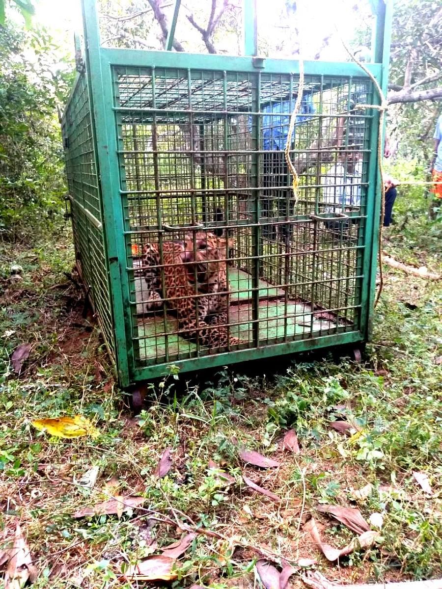 A leopard was caught at Maladi in Thekkatte village, Kundapur taluk.