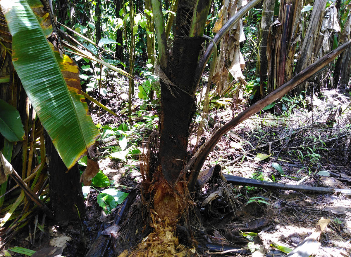 The roots of a coconut tree damaged by porcupine at a farmland in Sringeri. dh photo