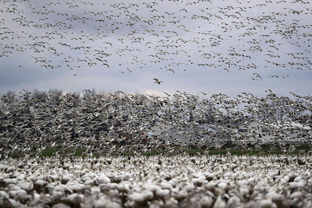 Migratory birs (AP Photo)