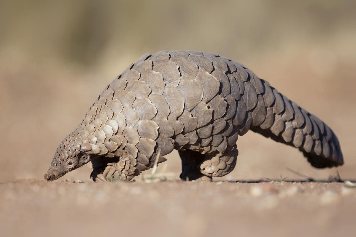 Pangolins have large, protective keratin scales covering their skin and they are the only known mammals with this feature. DH Photo