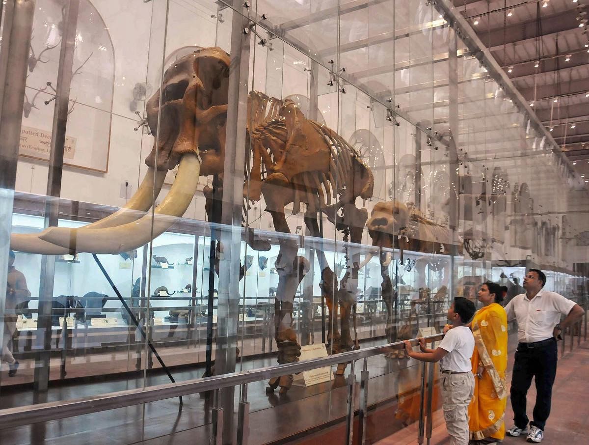 Citing an example, the researchers said, the most large-bodied mammals in South America went extinct when humans first appeared on the continent about 12,000 years ago. Representative image/PTI