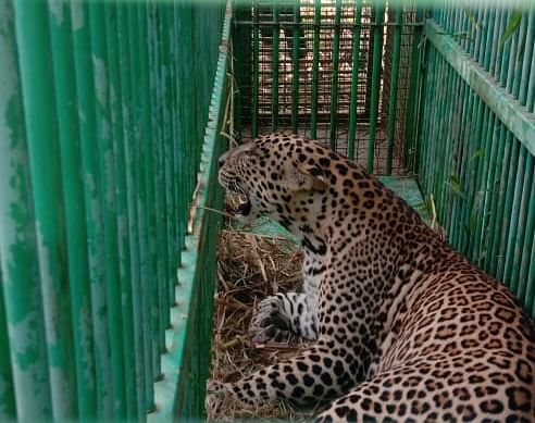 This is the second leopard rescued from the same place in a span of one week. (DH photo)