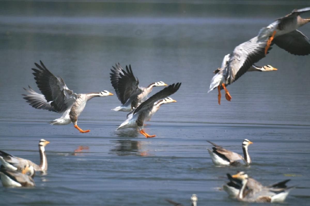 The birds can be seen at Doddakere, in Hangala village, and also in small ponds near Gopalaswamy Hill. (DH Photo)