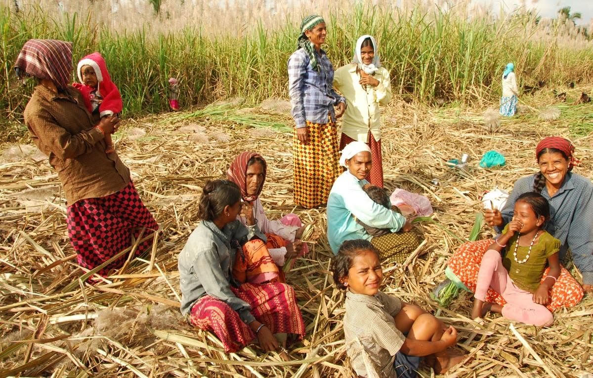 Women labourers with their children on a sugarcane field in Mandya.