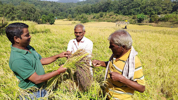 Jayananda, Nana Ganaba and Hambeer in Paddy Field. (Photo by author)