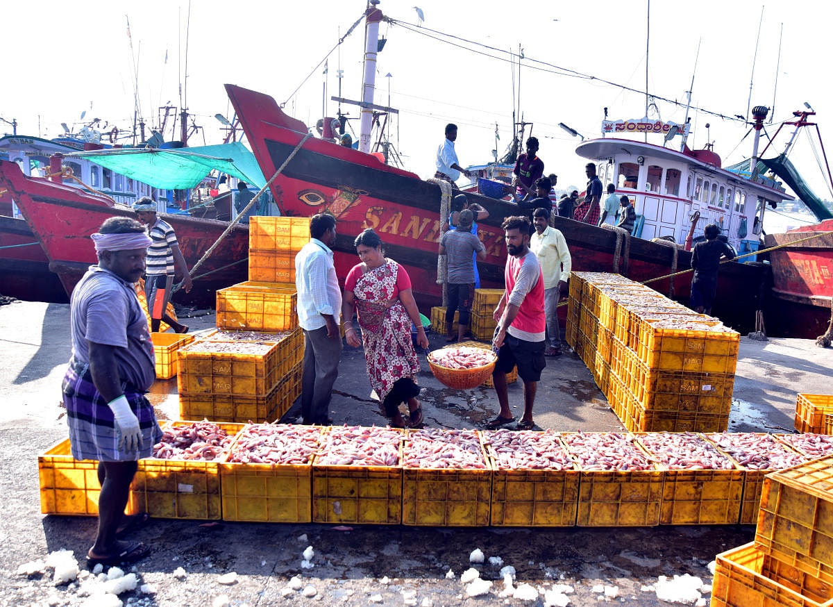 With the chief minister announcing a relaxation of curfew on Sunday morning, hundreds of fishermen began to unload their catch in Bunder, Mangaluru, on Saturday.