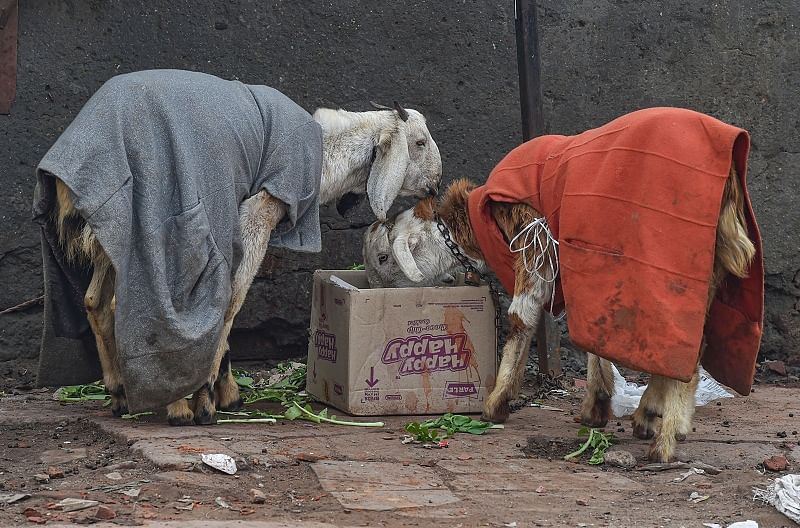 Goats wearing warm clothes feed, on a cold and wintry day, in New Delhi. (PTI Photo)