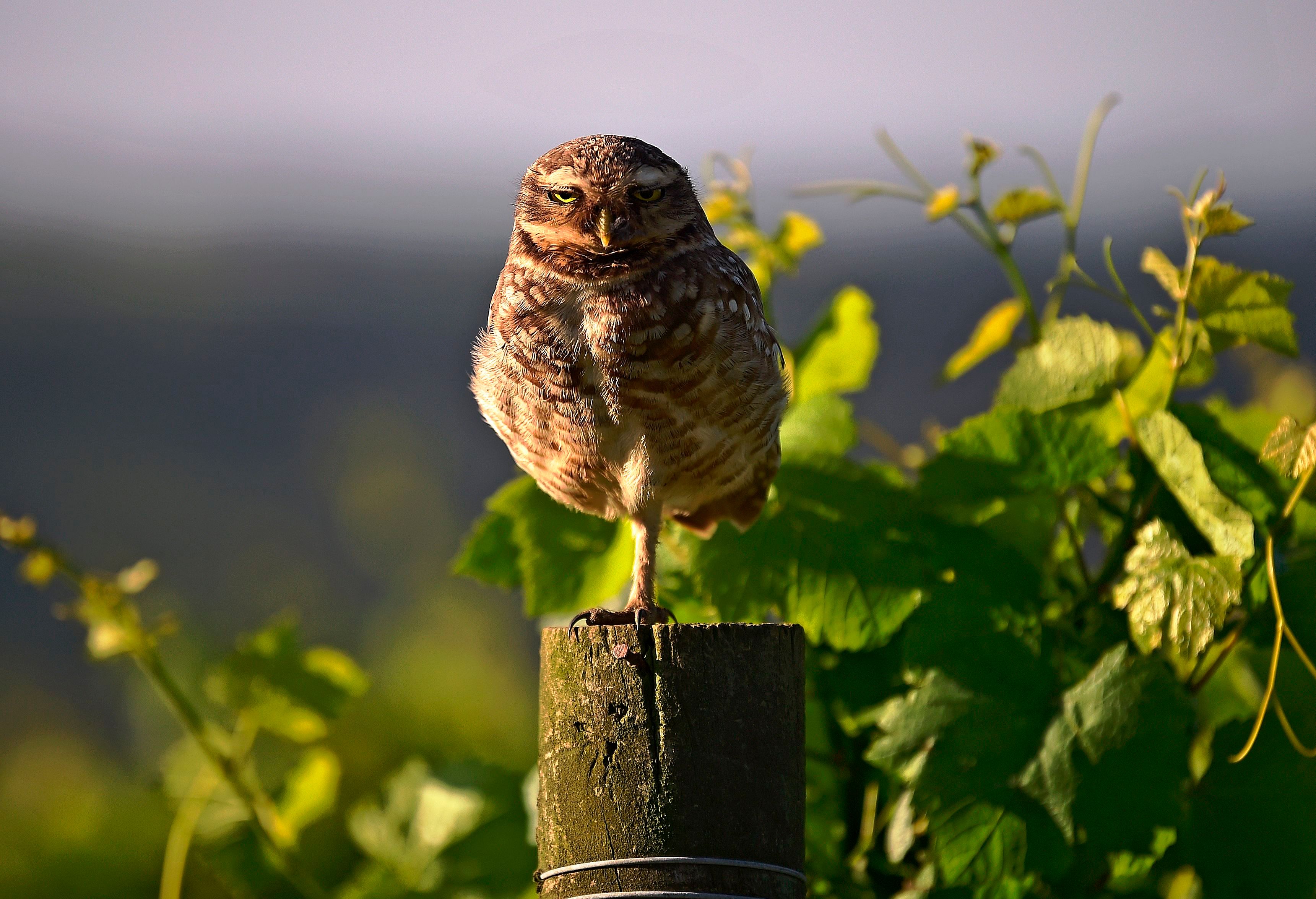 An owl is seen at the Familia Geisse vineyard in Pinto Bandeira, Rio Grande do Sul state, Brazil. (AFP Photo)