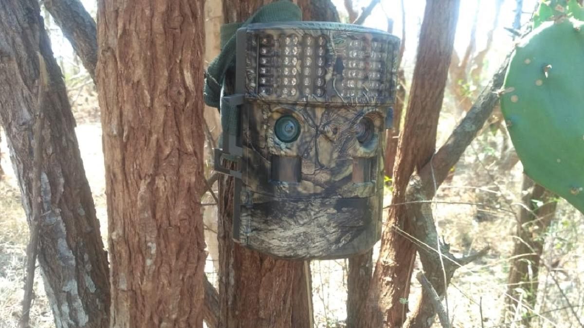 A camera trap fixed on a tree at Bandipur, Chamarajanagar district.