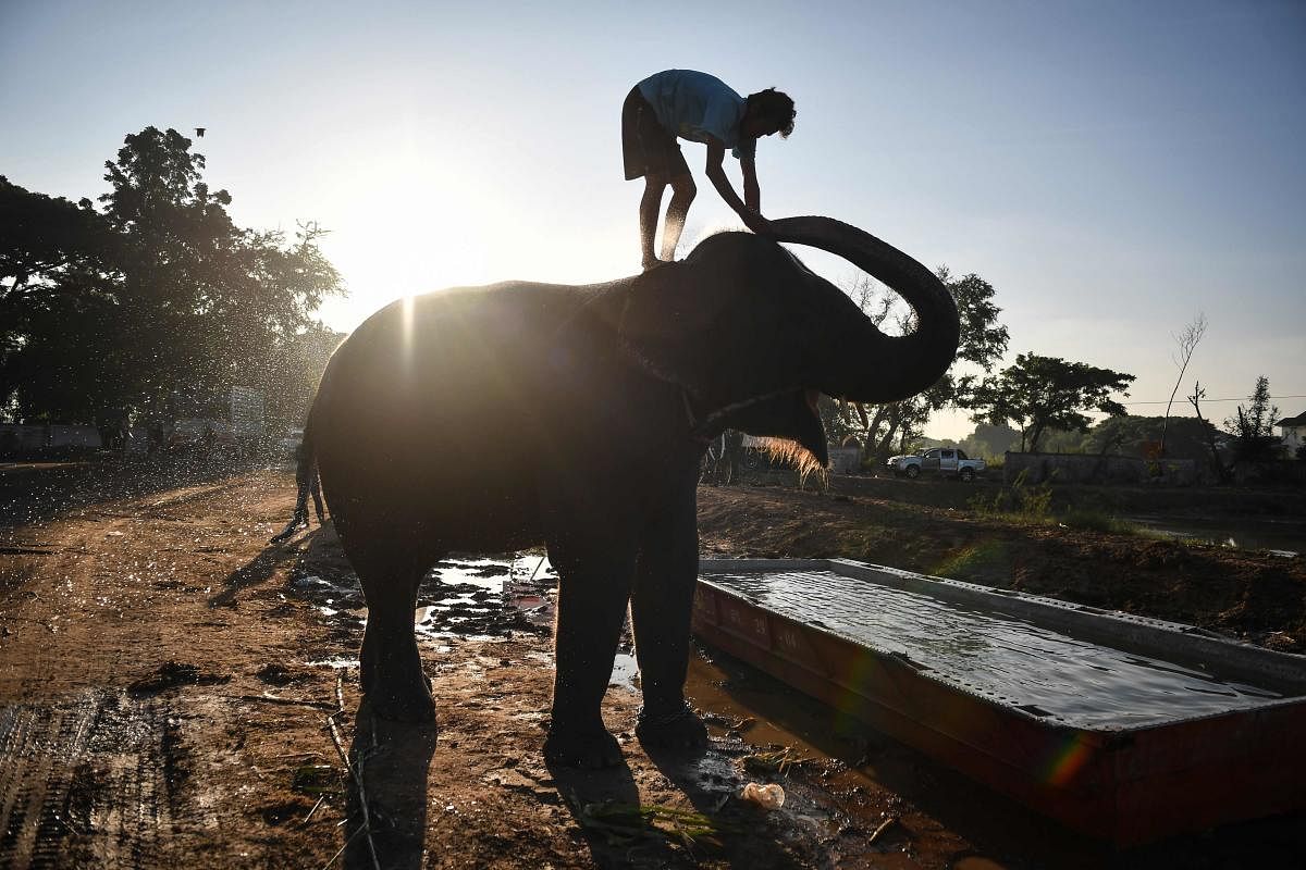 This photo taken on November 17, 2019 shows an elephant having a bath before the arrival of tourists. (AFP file photo)