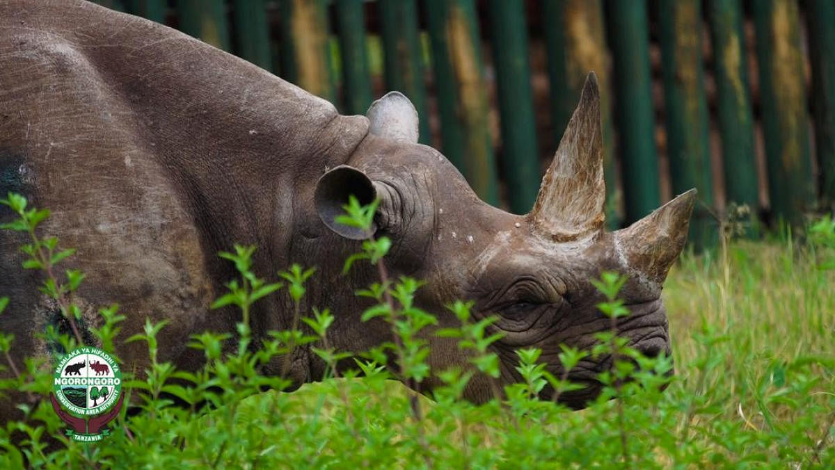 The rhino named Fausta is seen in Ngorongoro, Tanzania in this undated picture obtained by Reuters on December 29, 2019. Ngorongoro Conservation Area Authority via REUTERS