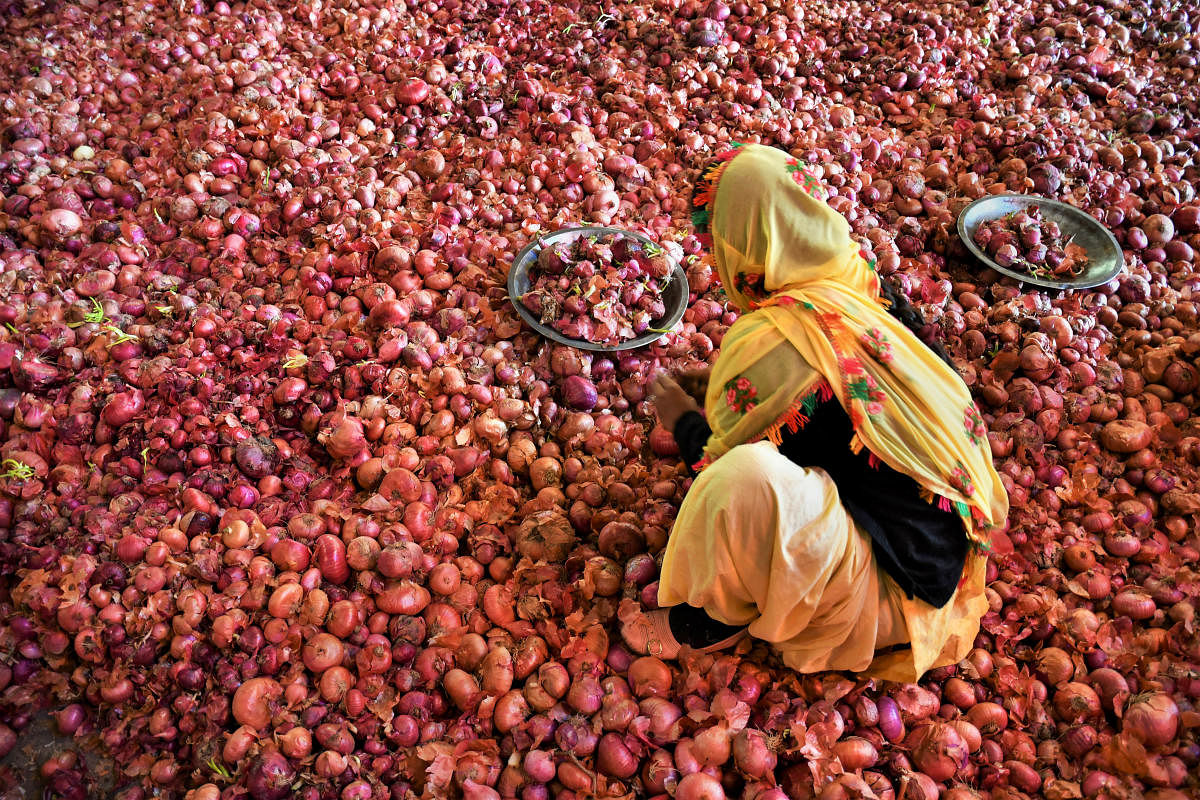 A woman labourer sorts onions at the Sabzi Mandi, in Chandigarh. (PTI Photo)
