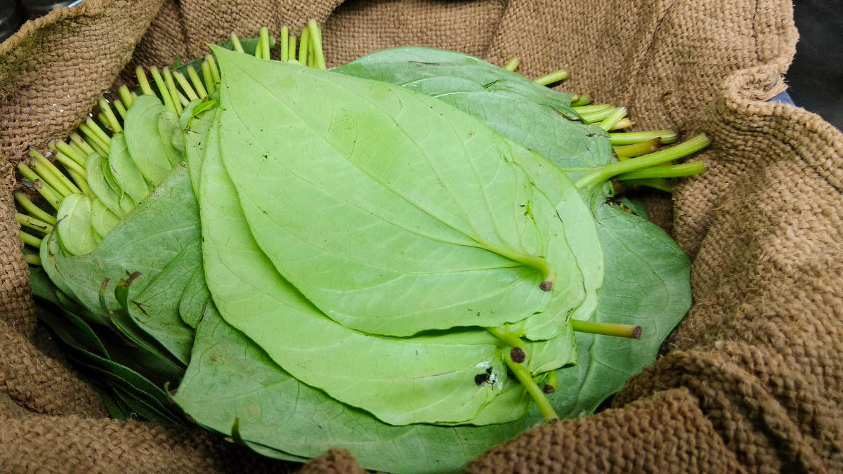 Chewing betel leaves produces saliva, which aids in digestion.